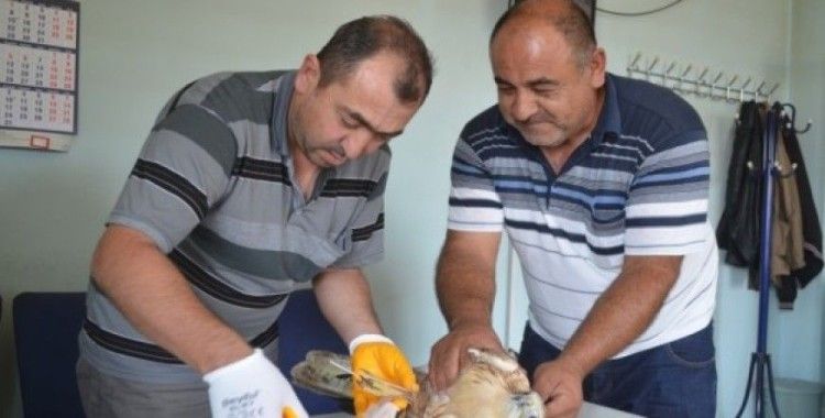 Yaralı şahine Bünyan  Belediyesi sahip çıktı