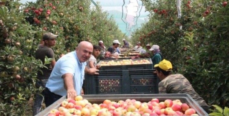 Türkiye’nin elma deposu Karaman’da erkenci elma hasadı başladı