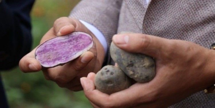 Bolu'da obezite, kanser düşmanı mor patates ilk kez topraktan çıkarıldı