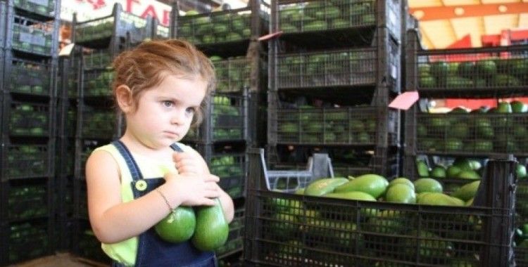 Alanya'dan Ukrayna'ya 3.5 ton avokado ihracatı