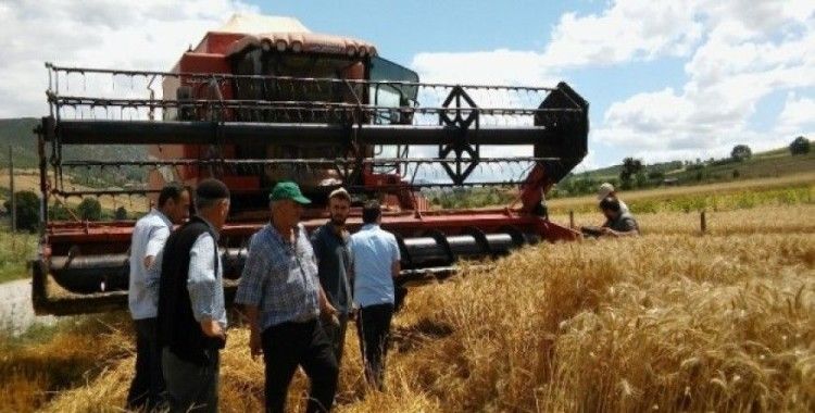 Buğday hasadında dane kaybı düştü, 4 milyon 415 bin TL kazanç sağlandı