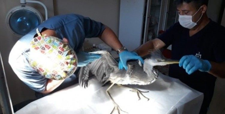 Kocaeli'de yaralı kuşlar tedavi edilerek doğaya salındı