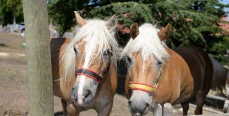 Fayton atları Altındağ’da koruma altında