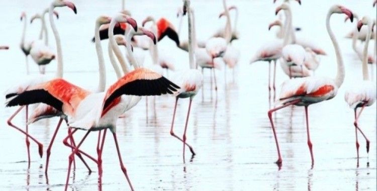 Yumurtalık Lagünleri Milli Park statüsüne geçti