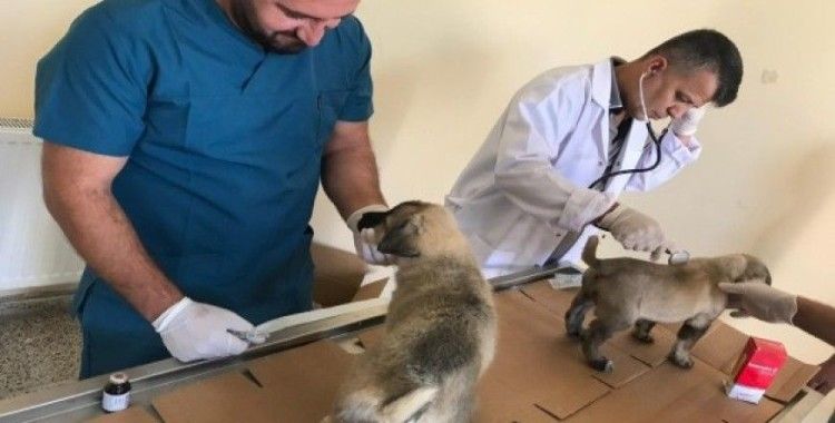 Yavru köpekler sağlık taramasından geçirildi