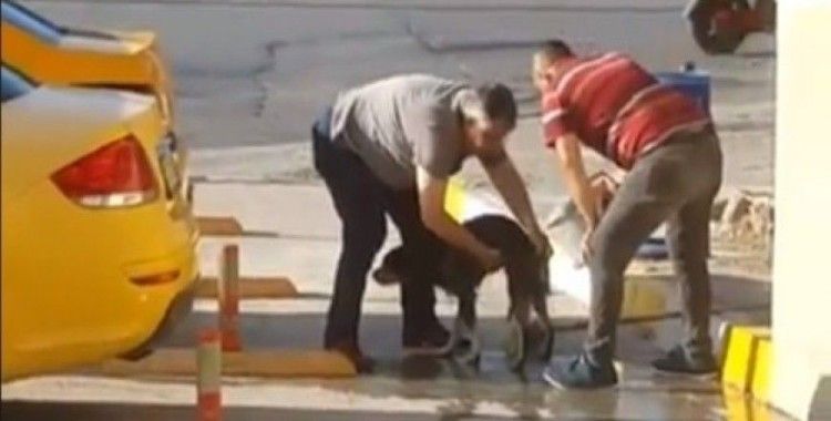 Taksiciler kirli sokak köpeğini sabunla yıkadı