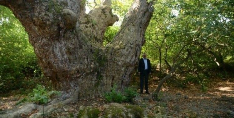 Bursa’da bin 100 yıllık çınar ağacı bulundu