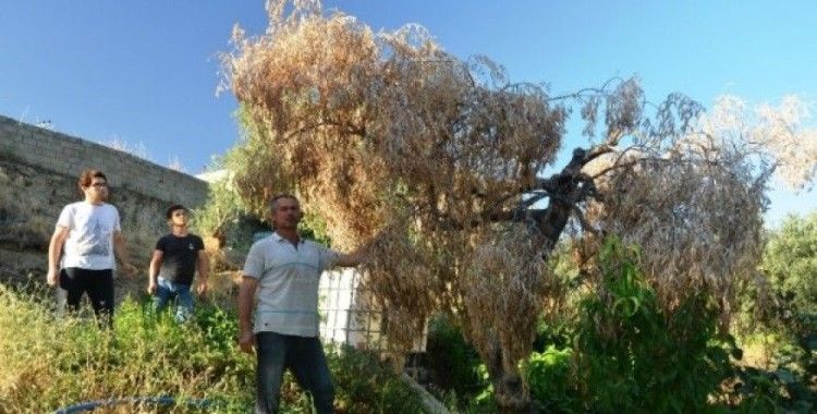 Bafa Gölü bölgesinde zeytin ağaçları kuruyor