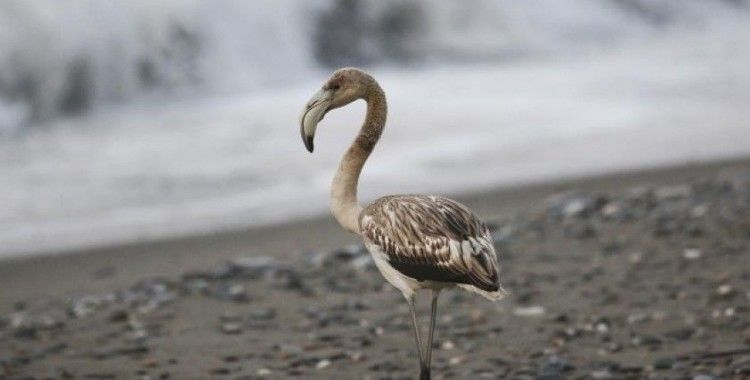 Kastamonu'da sahilde görülen flamingo ilgi odağı oldu