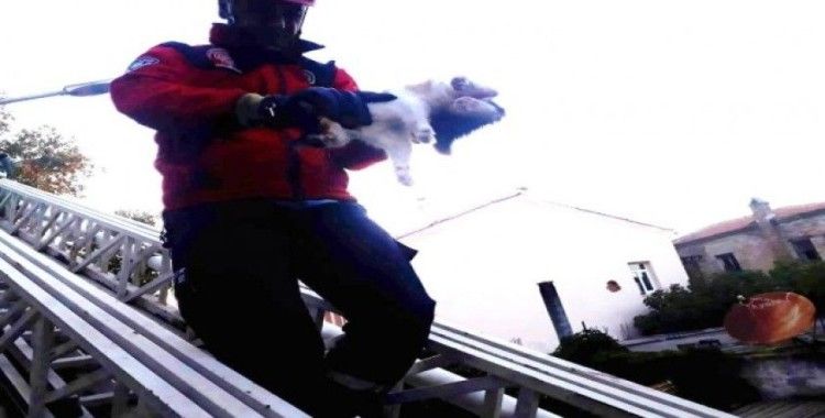 Havran’da kedi kurtarma operasyonu