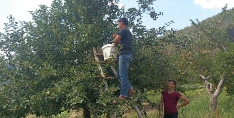 1600 rakımlı yaylada elma hasadı başladı