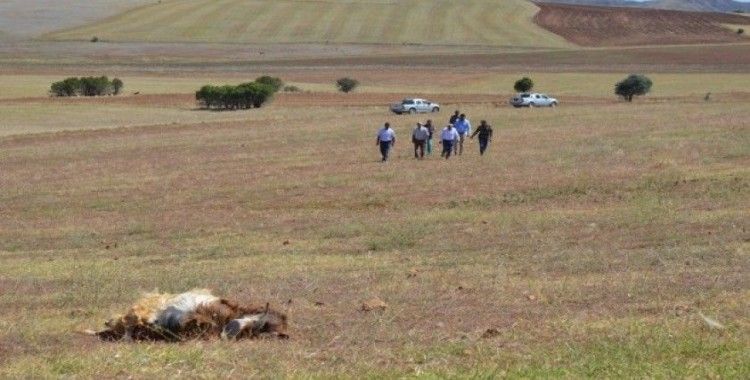 Kırıkkale’de kurtlar 15 koyunu telef etti