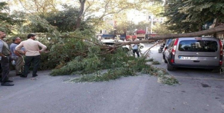 Fatih’te şiddetli rüzgardan ağaç otomobilin üstüne devrildi