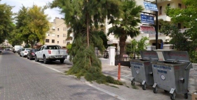 Milas’ta, rüzgarın etkisiyle bir çam ağacının dalı kırıldı