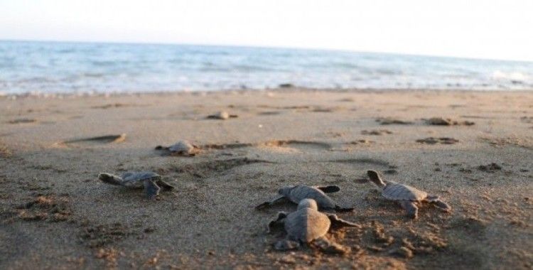 Dünyanın gözünün olduğu Mersin sahillerinde 40 binin üzerinde yavru kaplumbağa denizle buluştu