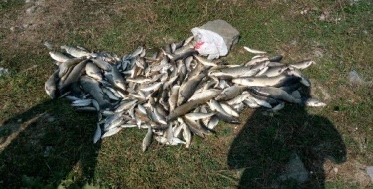 Sakarya’da toplu balık ölümleri korkuttu