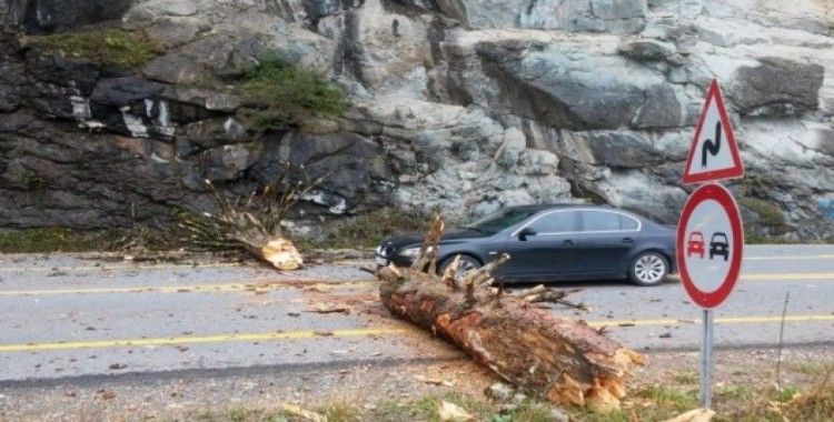 Zigana Dağı’nda yola düşen ağaç Gümüşhane-Trabzon karayolunu ulaşıma kapattı
