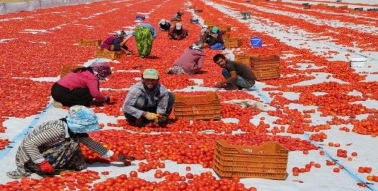 Tunceli’den Avrupa’ya kuru domates ihracatı