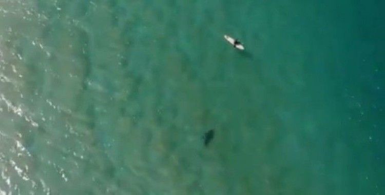 Köpek balığı saldırısını drone ile engelledi