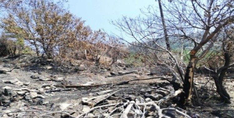 Manavgat’ta evleri yanan aileye, Antalya Valiliğinden destek