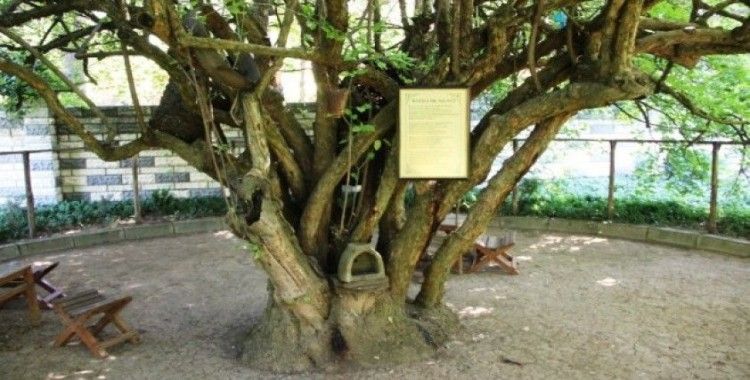 370 yıllık kızılcık ağacı yıllara meydan okuyor