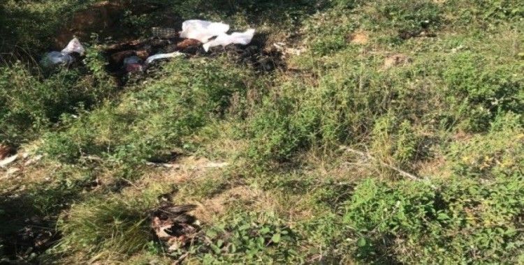 Bursa’da arazide binlerce ölü tavuk bulundu