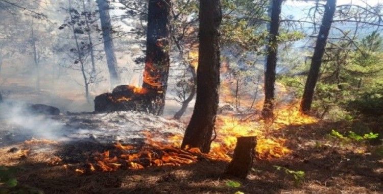 Bilecik’teki orman yangınında 6 hektar alan kül oldu