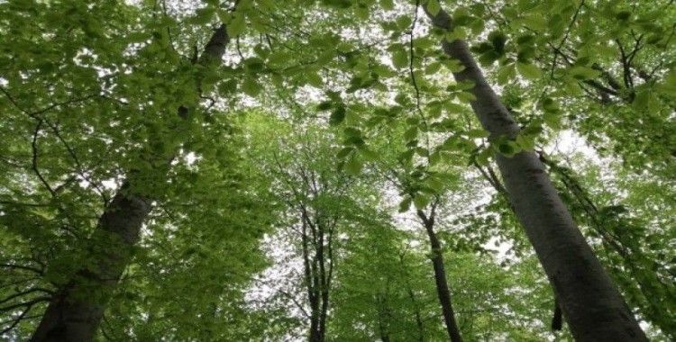 Orman Bölge Müdürlüğünden Samsun’a 50 milyonluk yatırım