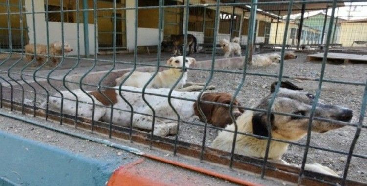 Tarsus Belediyesi, eylül ayında 476 sokak hayvanını tedavi etti