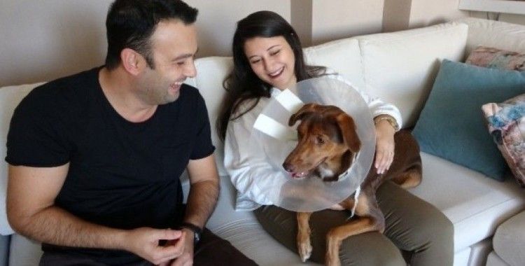 (Özel) Köpeği ameliyat olan kadına belediyeden bir gün refakat izni