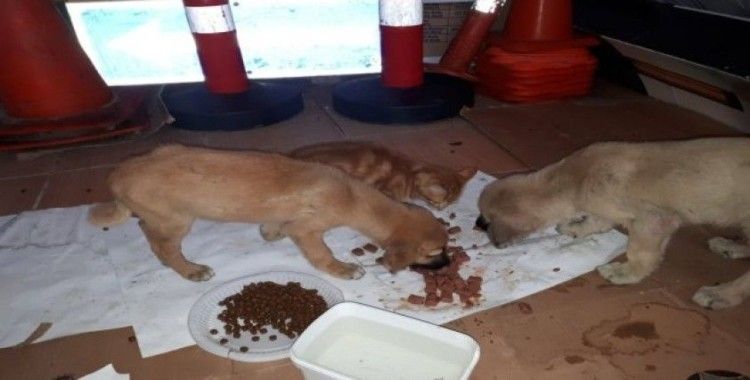 Yaralı kedi ve üzerlerinden araç geçen iki yavru köpek, tedavi için İstanbul’a gönderildi