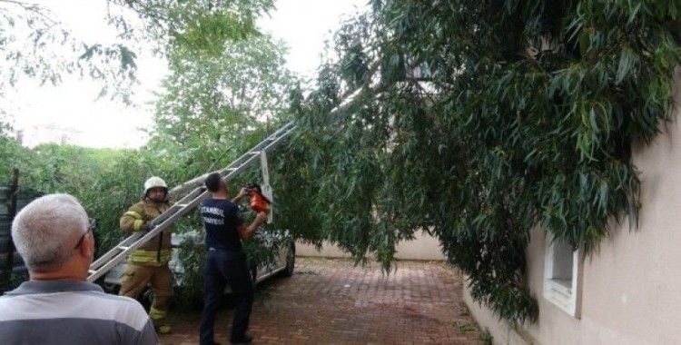 Maltepe’de rüzgar nedeniyle kopan ağaç otomobilin üzerinde devrildi