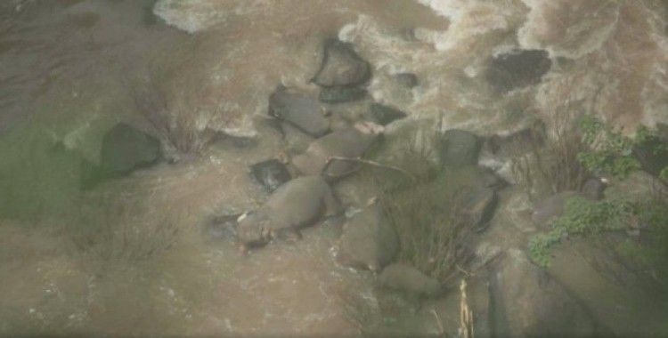 Taylan’da milli parkta 6 fil boğuldu