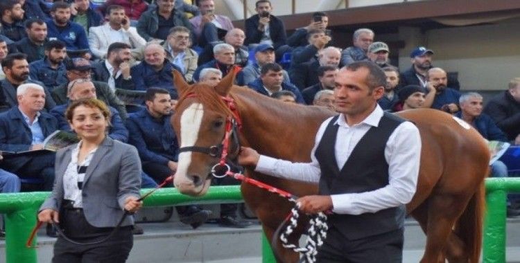16 Arap yarış atının satışından 3 milyon 445 bin TL gelir elde edildi