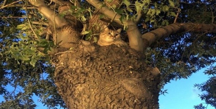 Köpekten korkan kedi 2 saat ağaçta mahsur kaldı