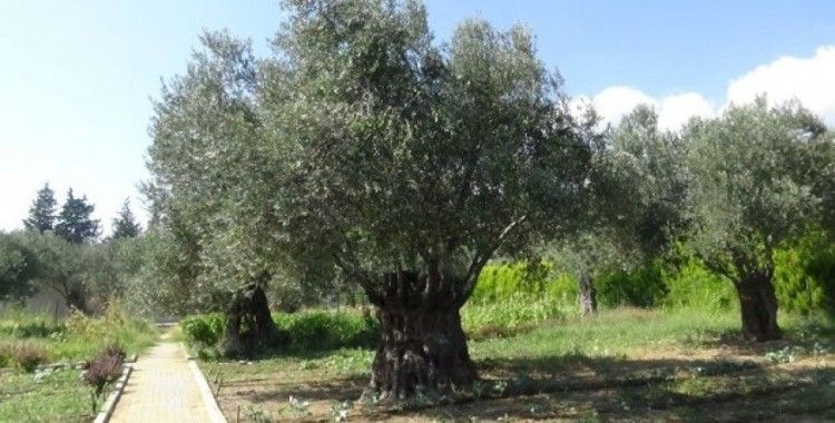 810 yıllık zeytin ağacı turizme hizmet ediyor