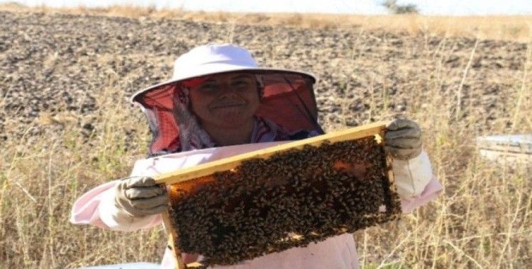 Arı fobisi işe dönüştü yılda 750 kilo bal üretiyor