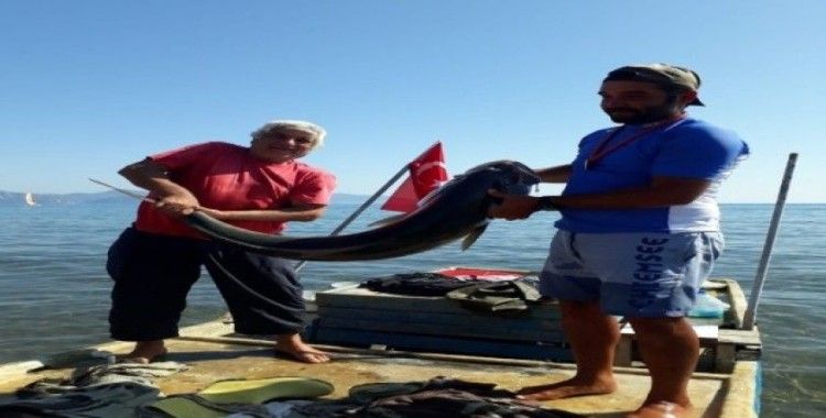 Sarıgerme’de 42 kiloluk Akya balığı görenleri şaşırttı