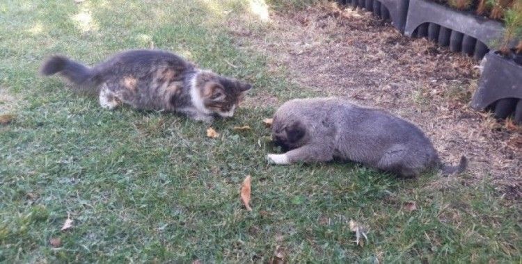 Kangal ile kedinin dostluğu