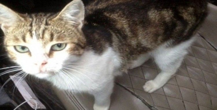 Rusya’da uyuşturucu taşıyan kedi ortadan kayboldu
