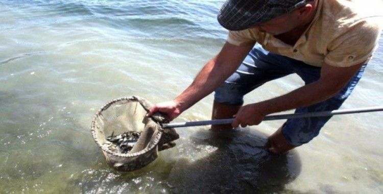Barajlara 1 milyon 420 bin yavru balık bırakıldı