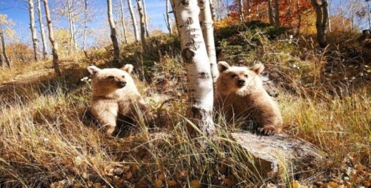 (Özel) Nemrut’un ziyaretçilerini kardeş boz ayılar karşılıyor