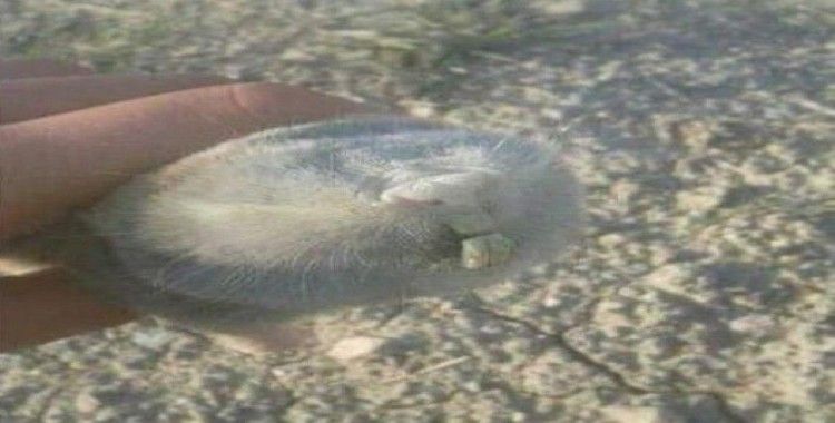 İlk bakışta köstebek sandılar ama kör fare çıktı