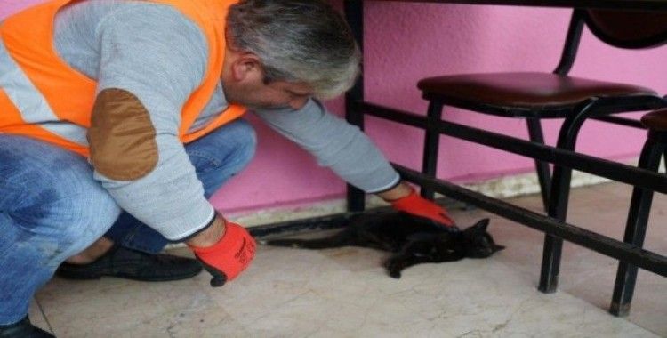 Hasta kedinin imdadına Terme Belediyesi yetişti