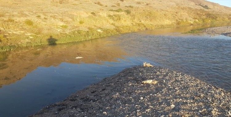 Dicle Nehri'ne hayvan atığı dökenler hakkında yasal işlem başlatıldı