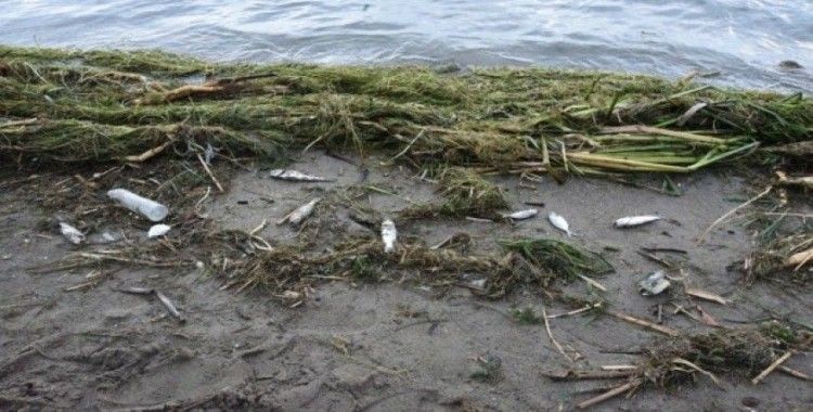 Antalya’da ölü balıklar sahile vurdu