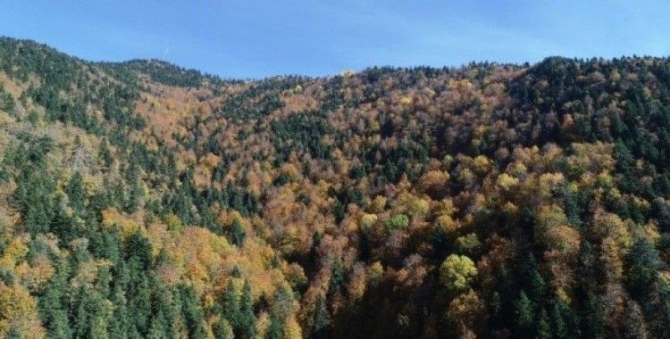 Türkiye’nin en büyük blok ormanları fotoğraf tutkunlarını bekliyor