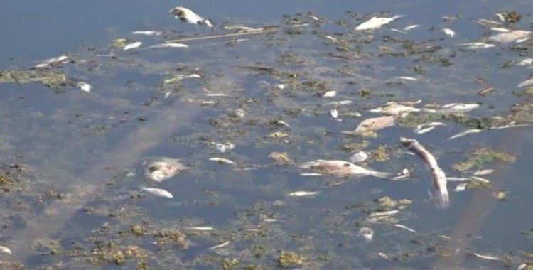 Antalya’da yüzlerce balık telef oldu