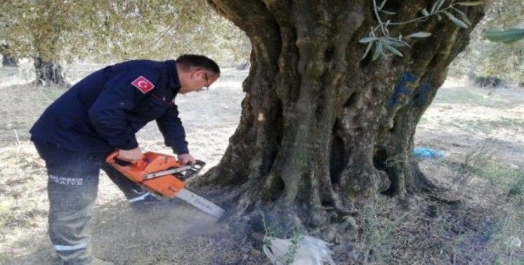 Zeytin ağacının içinde mahsur kalan köpek yavrularını itfaiye kurtardı, anneleri ise öldü