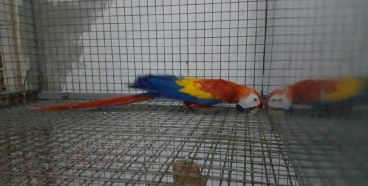 Zeytinburnu’nda "papağan" operasyonu: 2 gözaltı